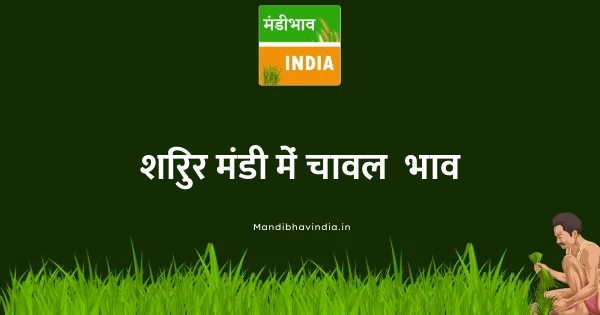 rice भाव